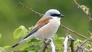 Proč neudržujete ptáky v zajetí